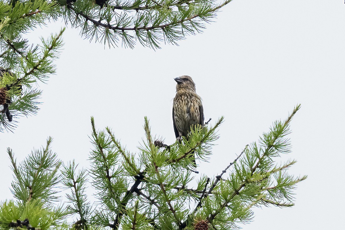 Red Crossbill - ML646426987