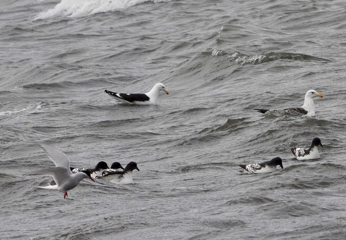 racek jižní (ssp. austrinus) - ML646426989