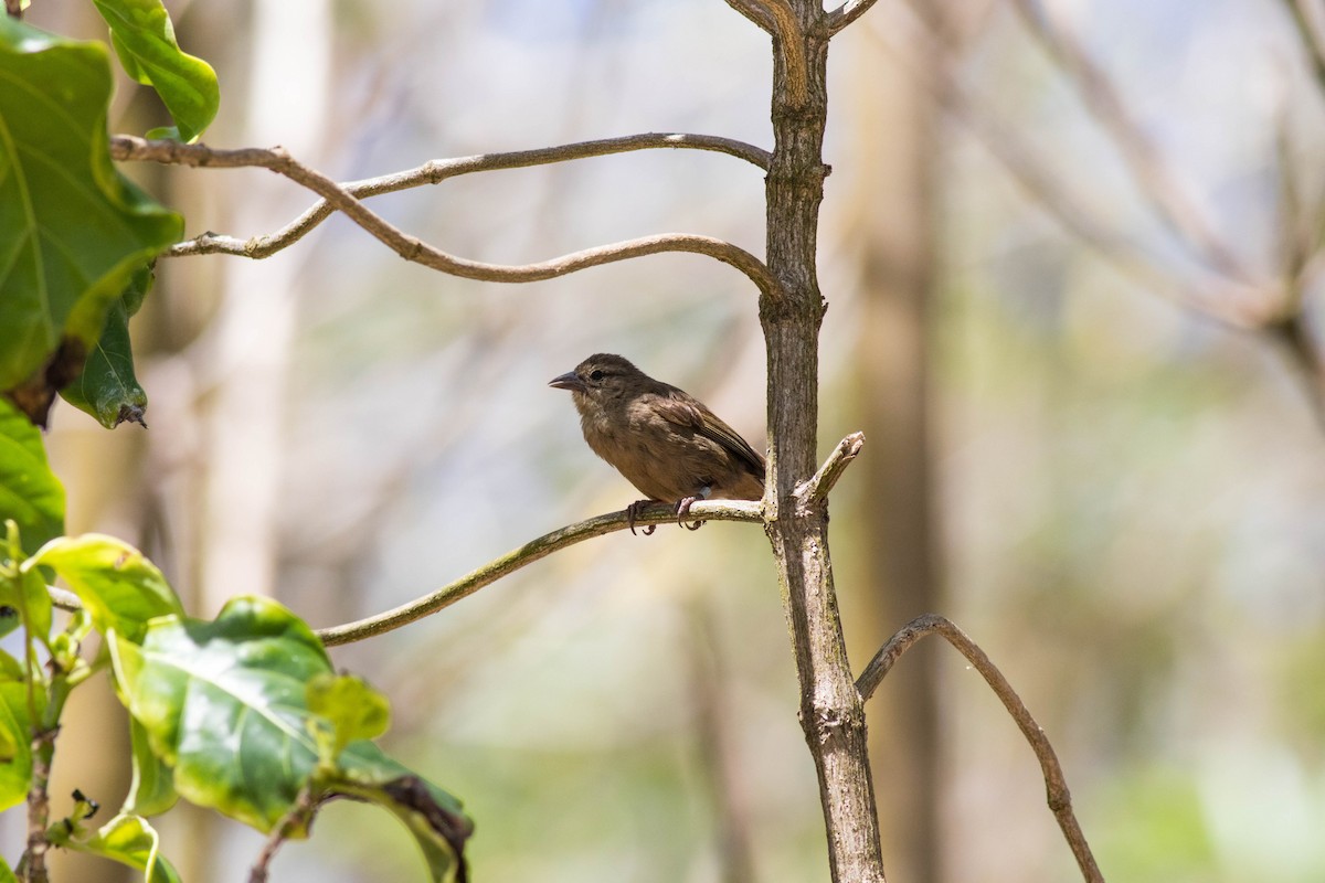 seychellvever - ML646426994