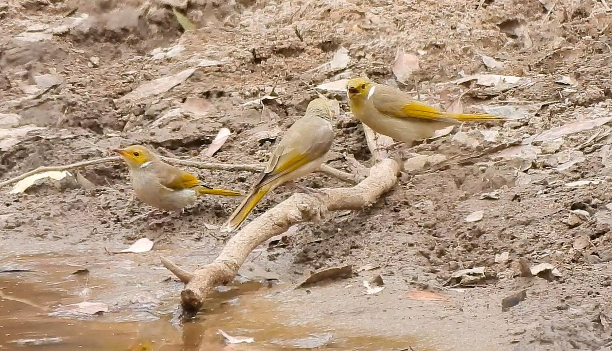 White-plumed Honeyeater - ML646426995