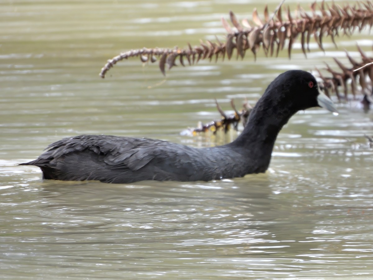 sothøne - ML646426997