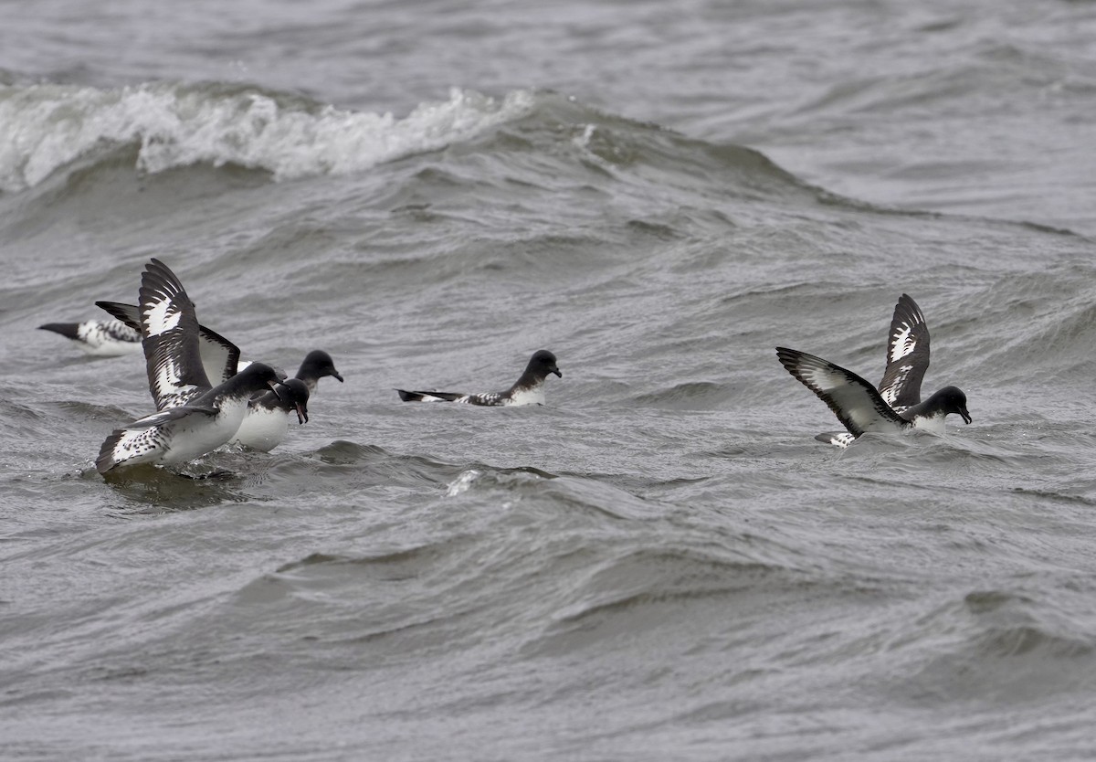 flekkpetrell (capense) - ML646426998