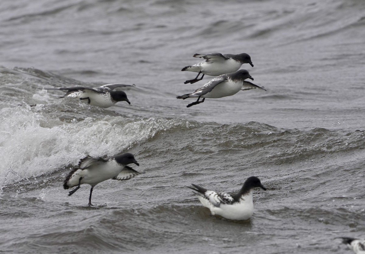 flekkpetrell (capense) - ML646426999