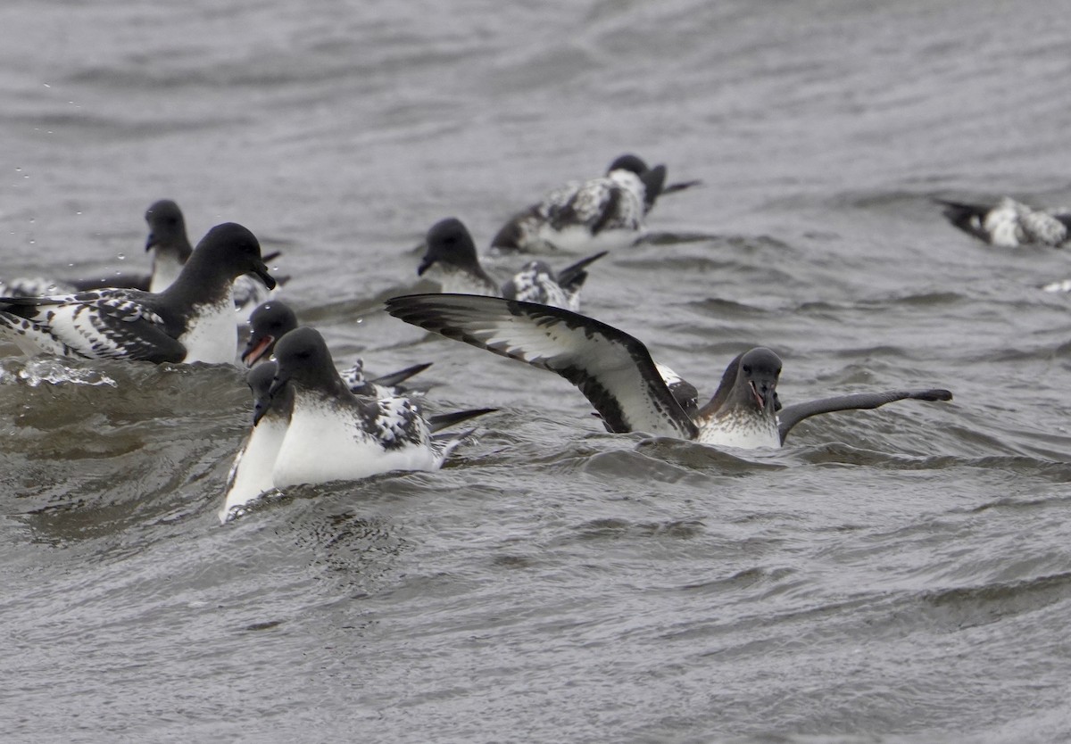 flekkpetrell (capense) - ML646427000