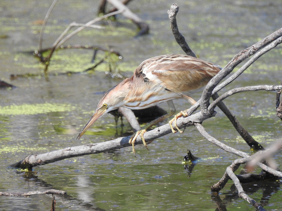 okerrørdrum - ML646427001