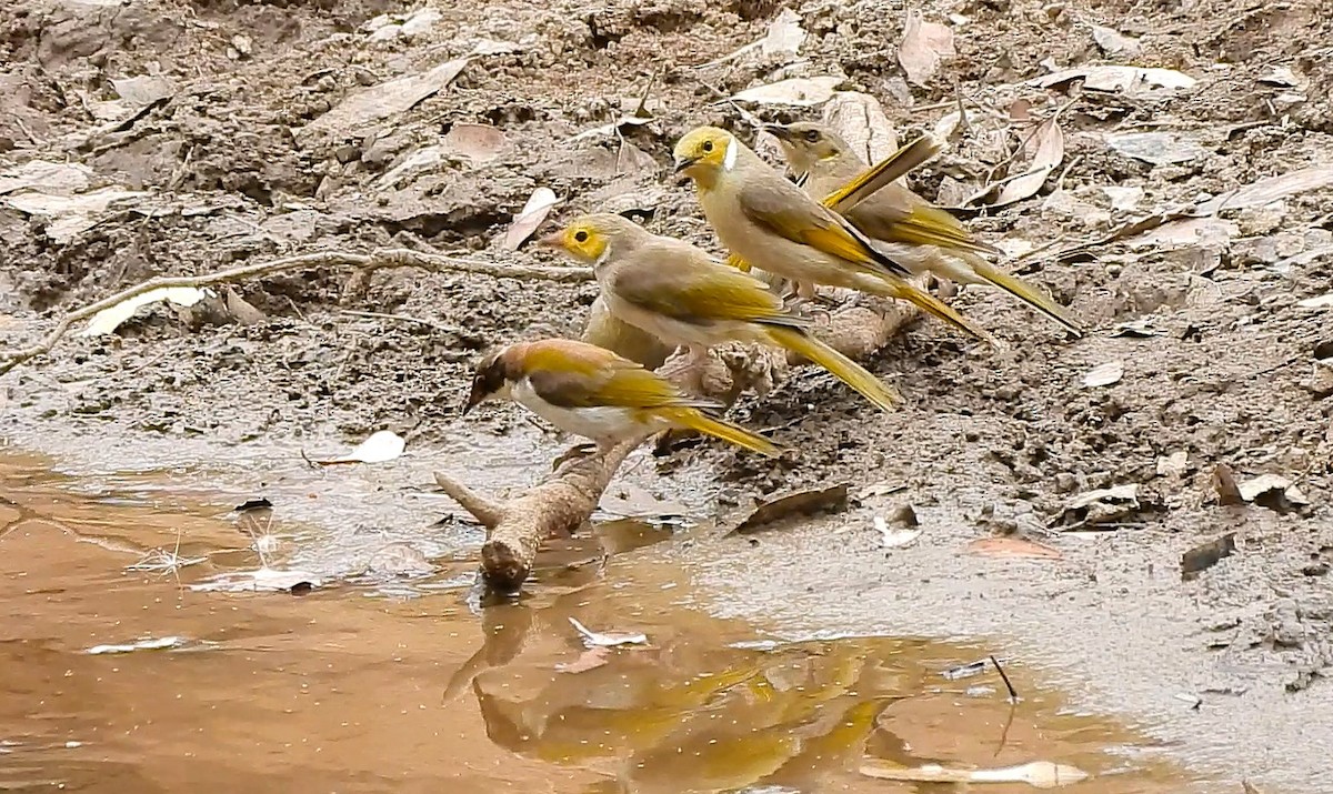 hvitsmykkehonningeter - ML646427002