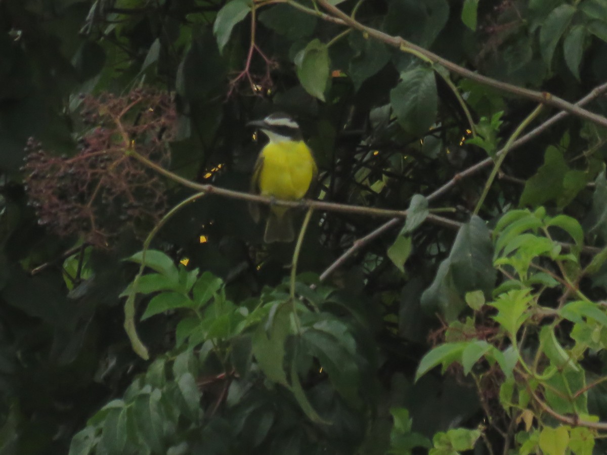 Boat-billed Flycatcher - ML646427003