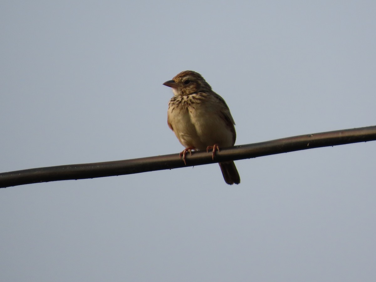 orientpiplerke - ML646427004