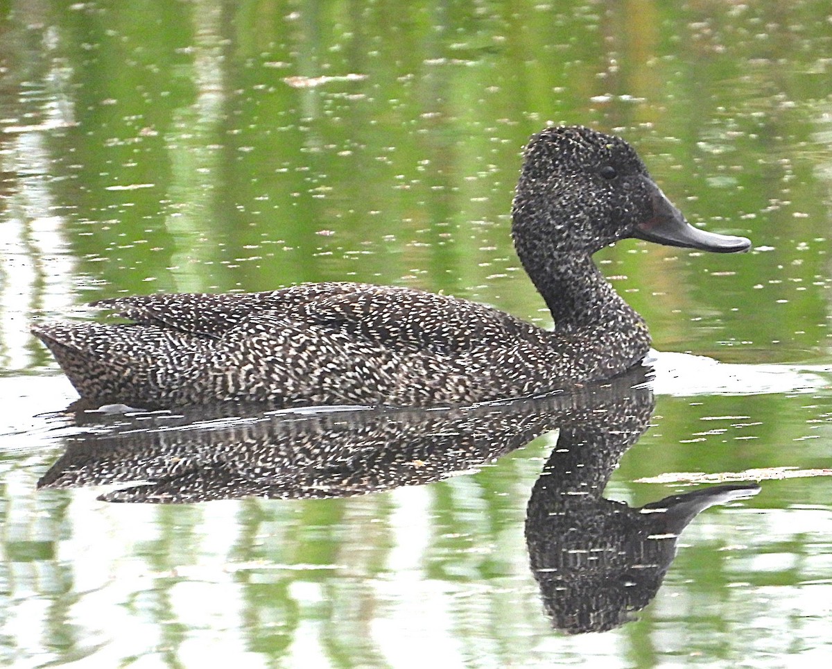 fregneand - ML646427005