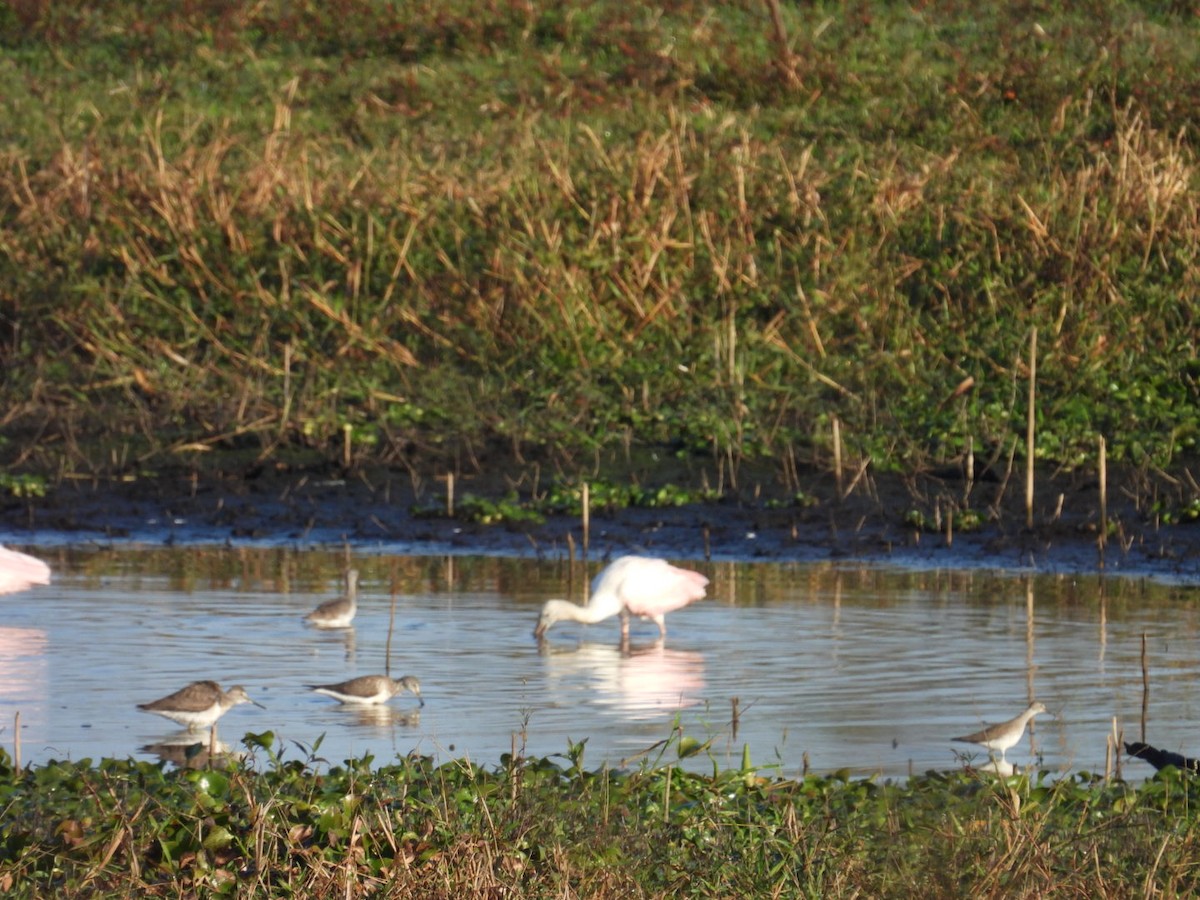 rosenskjestork - ML646427006