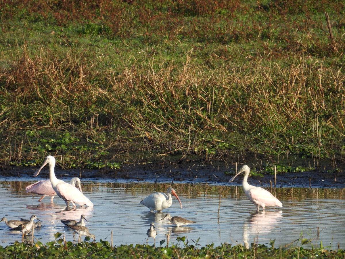 rosenskjestork - ML646427007