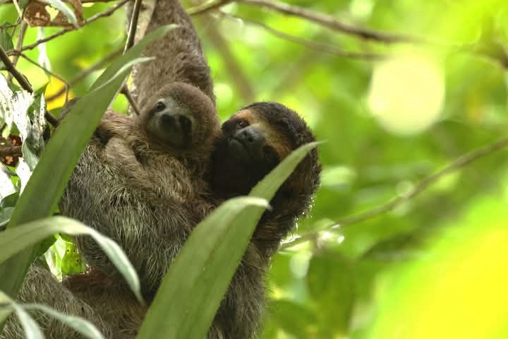 Brown-throated Three-toed Sloth - ML646427008