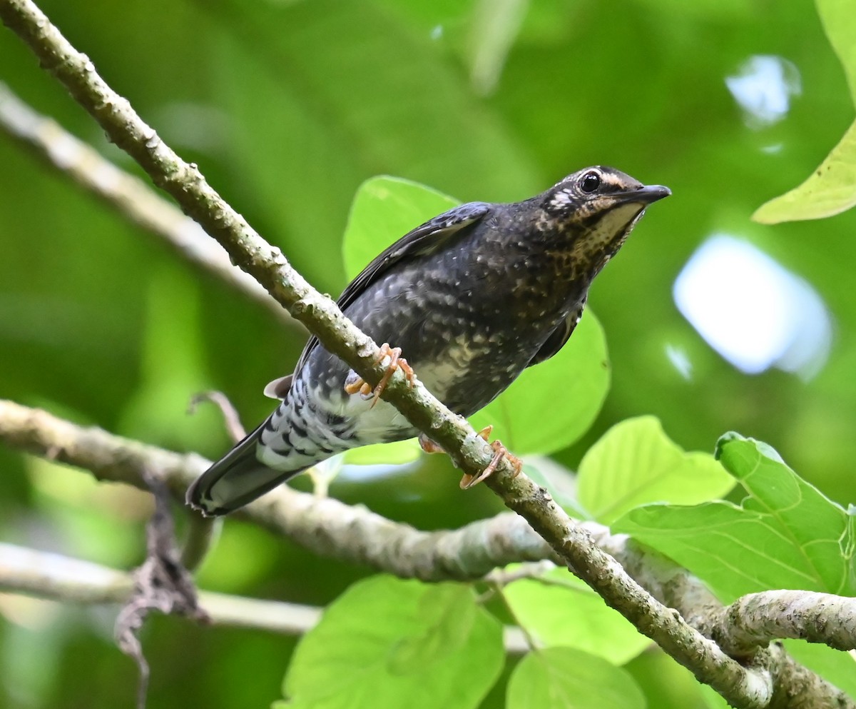 drozd tmavý - ML646427009