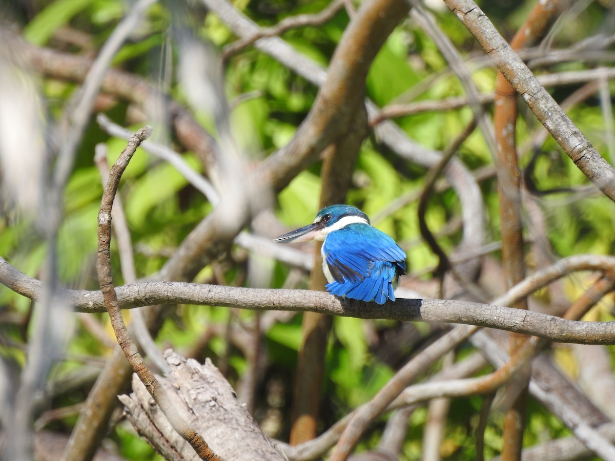 jadeisfugl - ML646427010