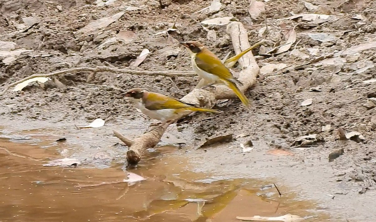 hvitnakkehonningeter - ML646427011