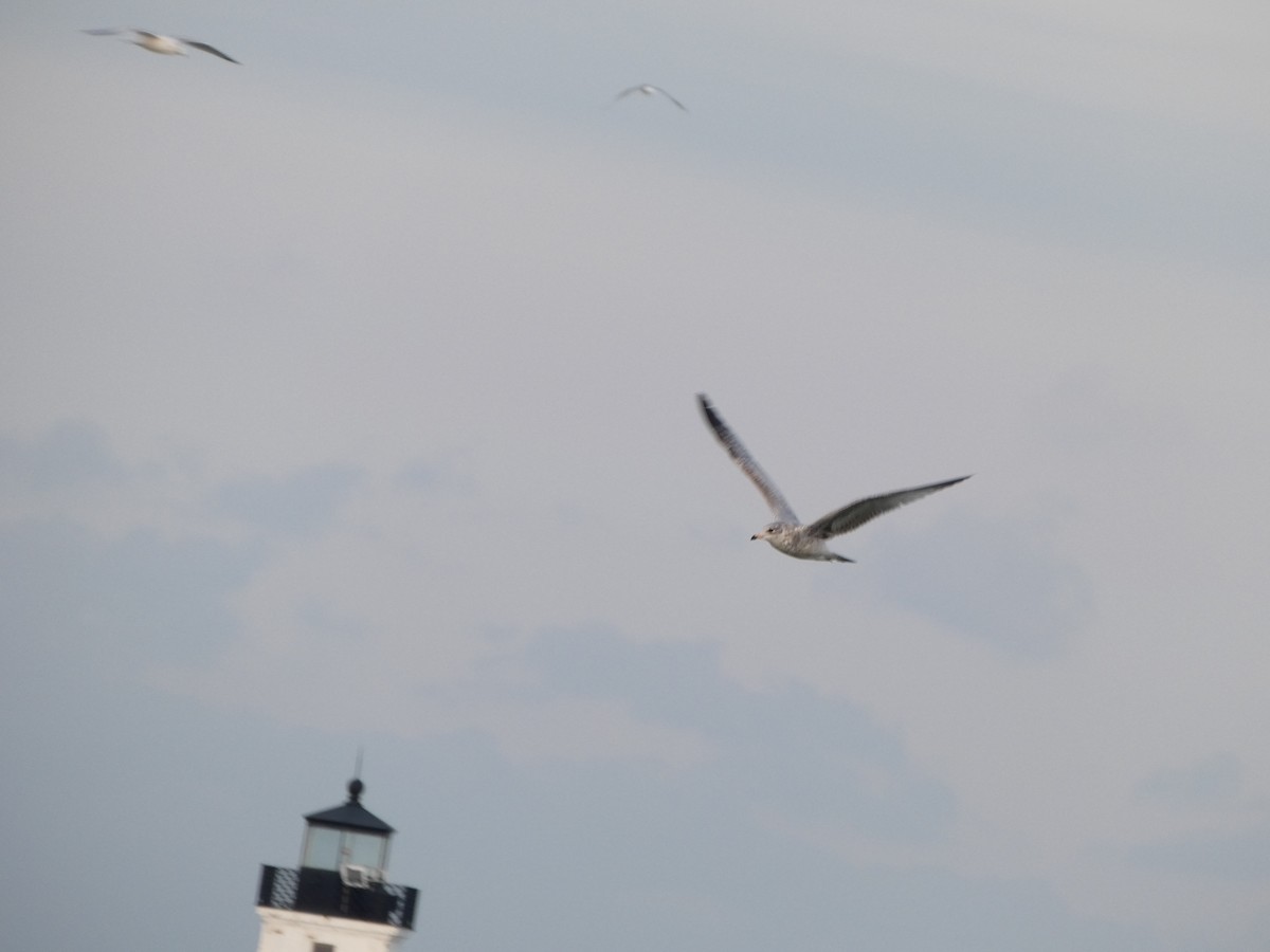 ringnebbmåke - ML646427012