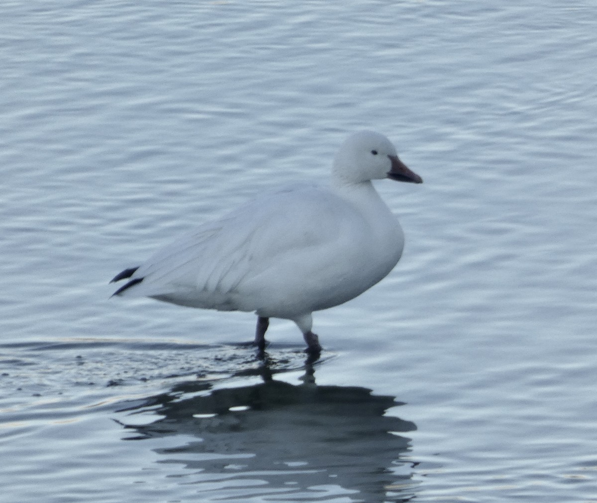 snøgås - ML646427013