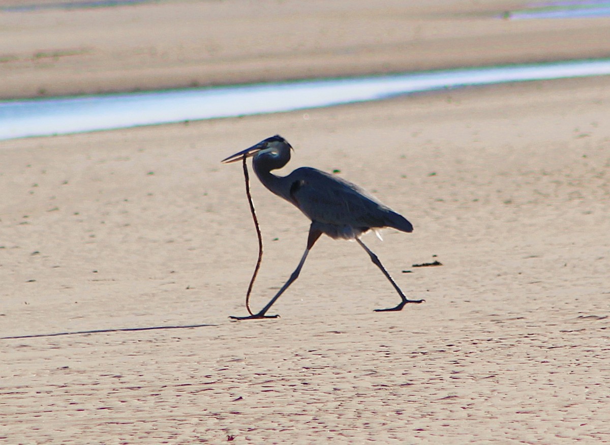 herodiashegre - ML646427014