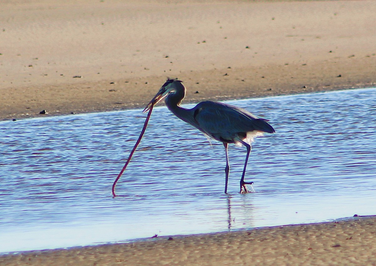 herodiashegre - ML646427015