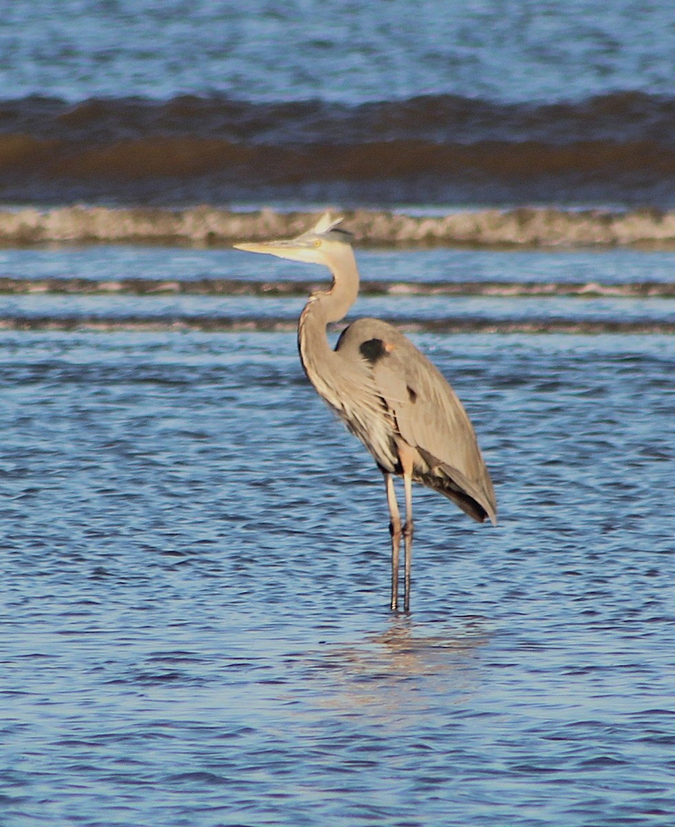 herodiashegre - ML646427016