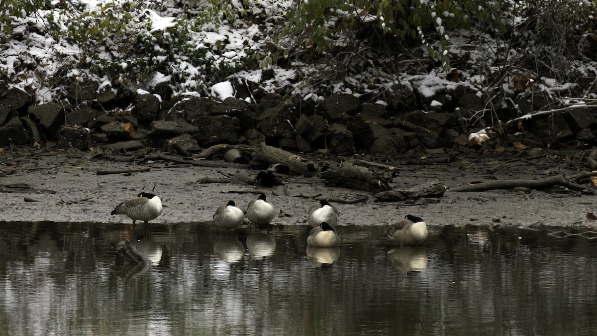 kanadagås - ML646427018