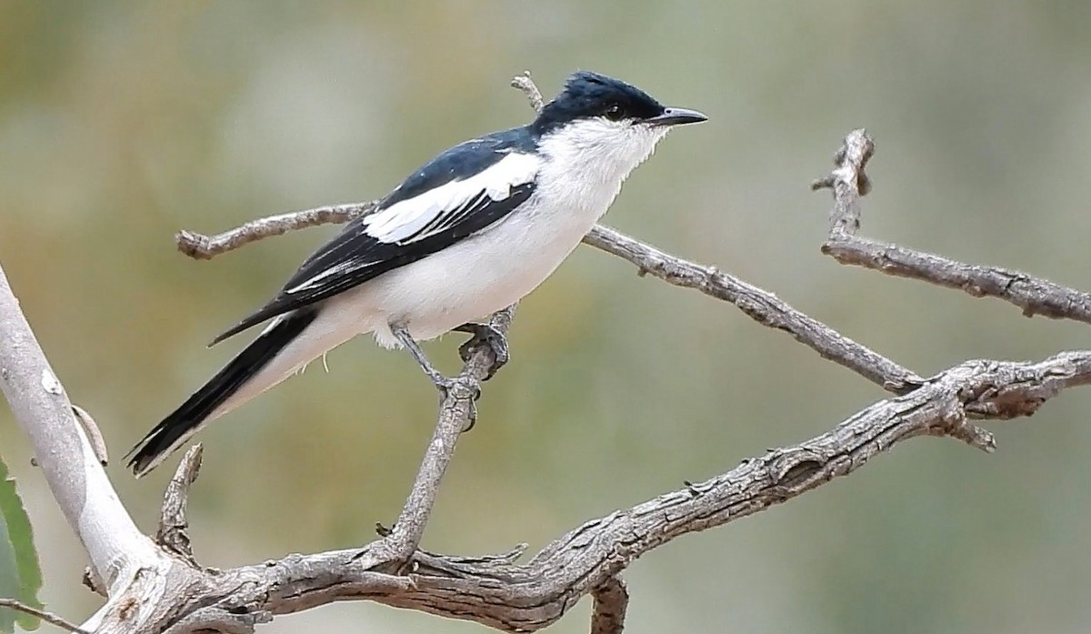 hvitvingetrillefugl - ML646427019