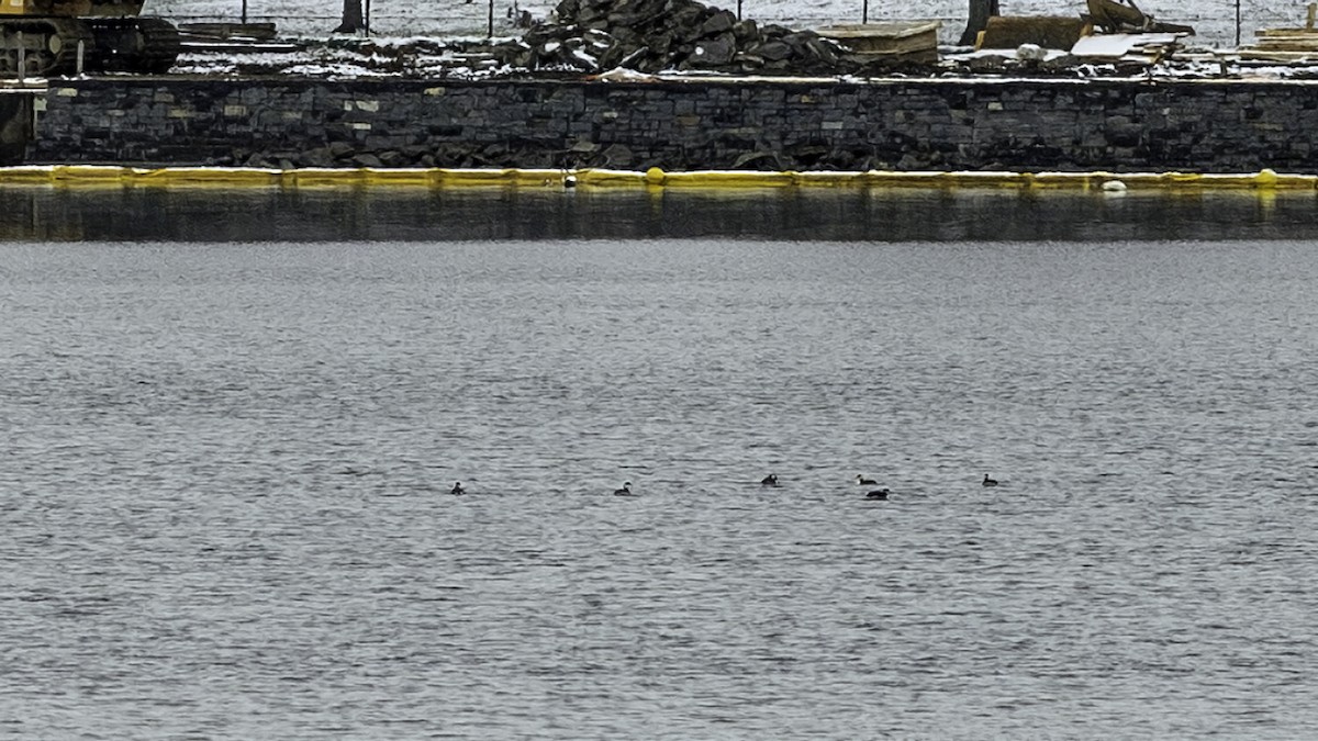 horndykker - ML646427020