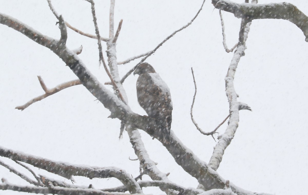 fjellvåk - ML646427021