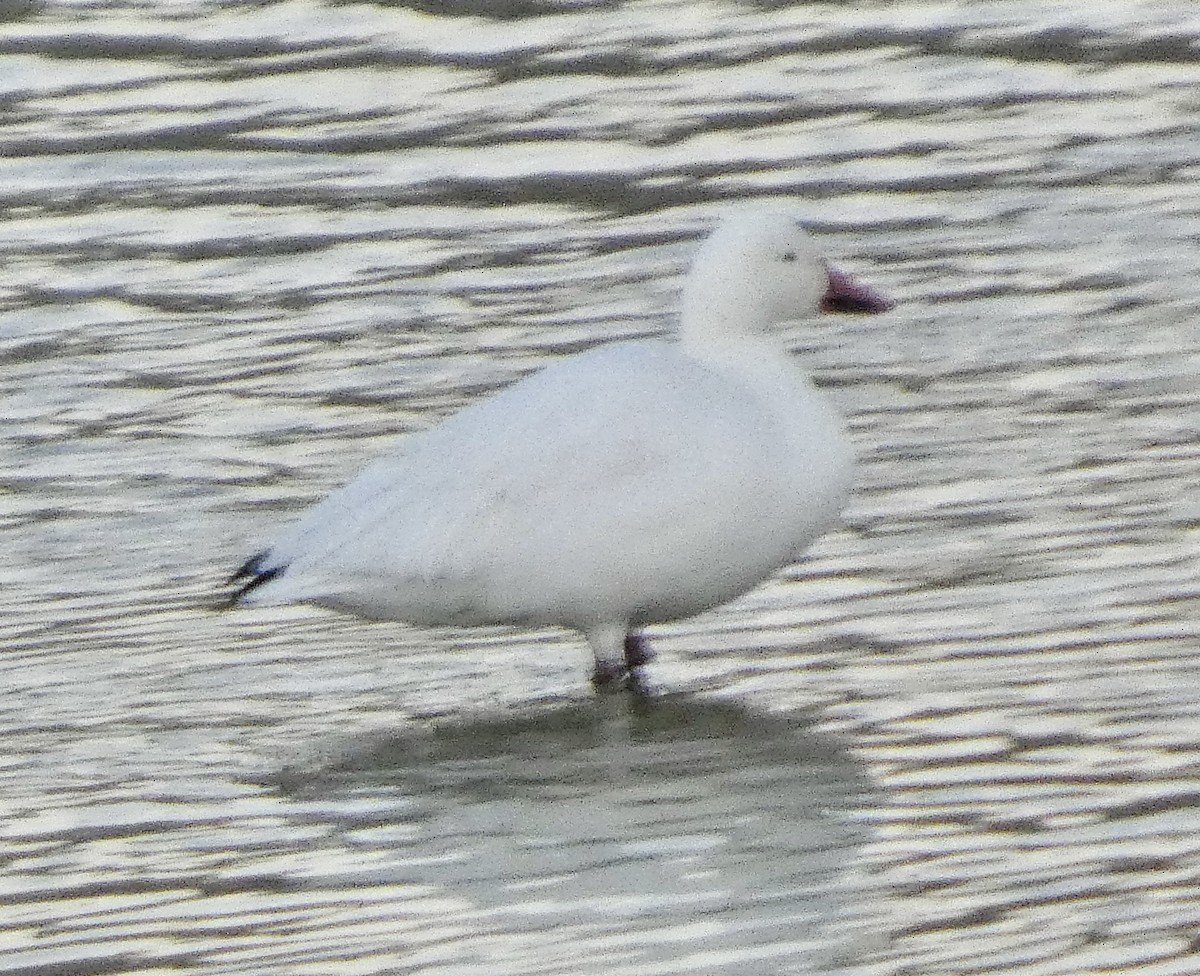 snøgås - ML646427022