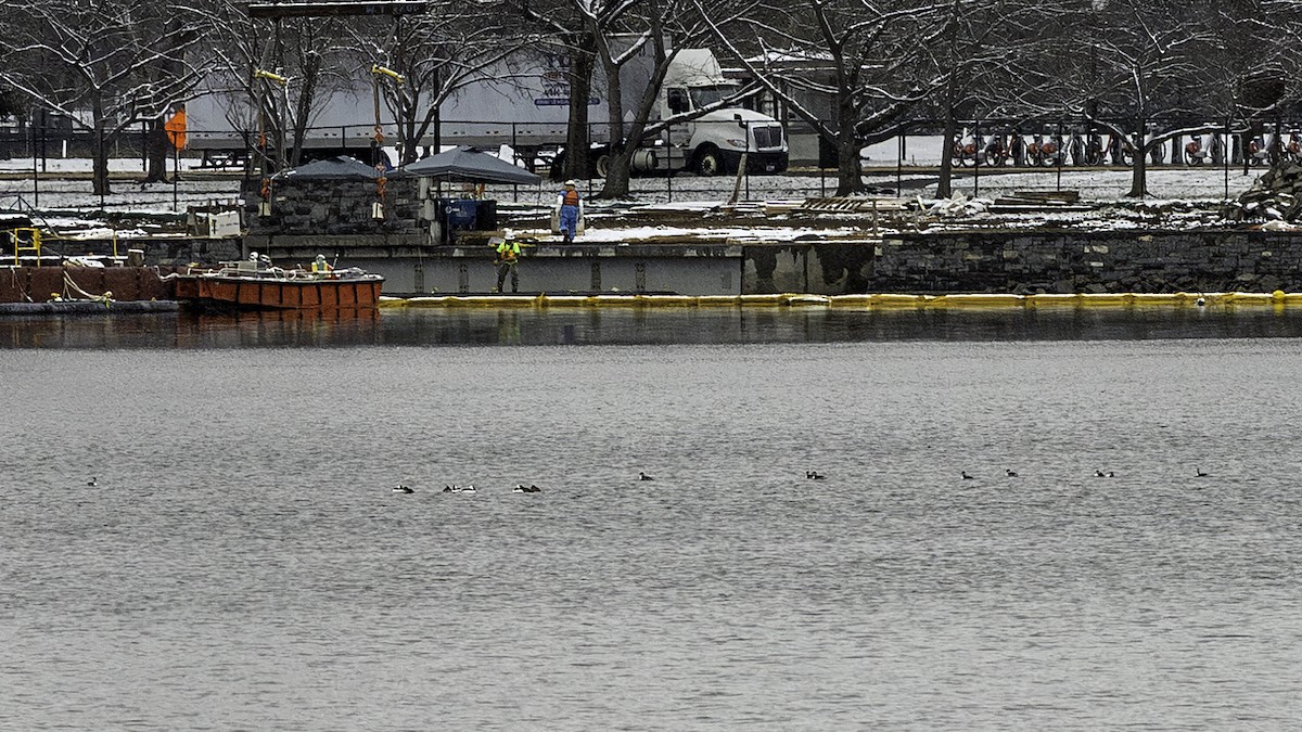 horndykker - ML646427023