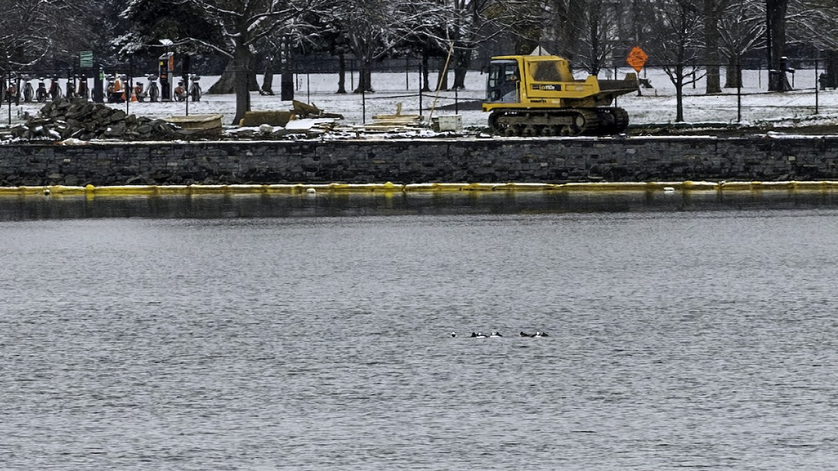 bøffeland - ML646427024