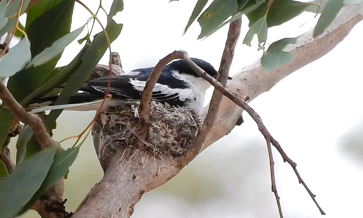 hvitvingetrillefugl - ML646427025