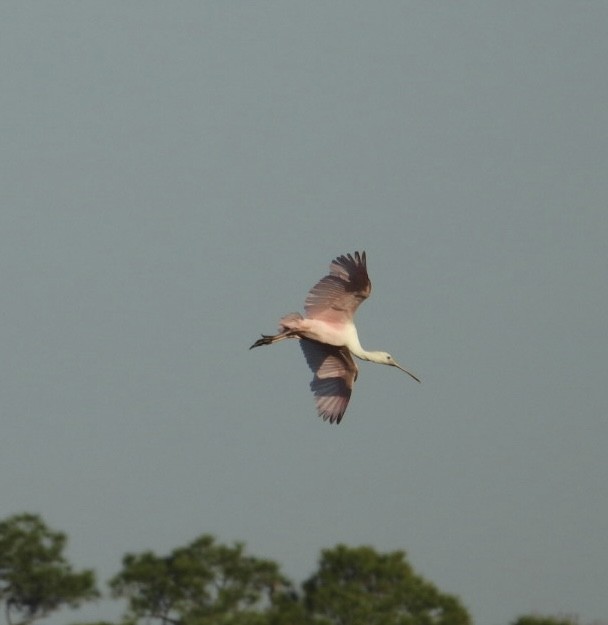 Roseate Spoonbill - ML646427032