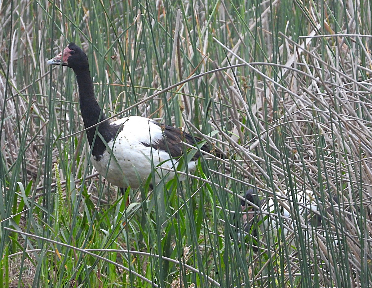 Magpie Goose - ML646427038