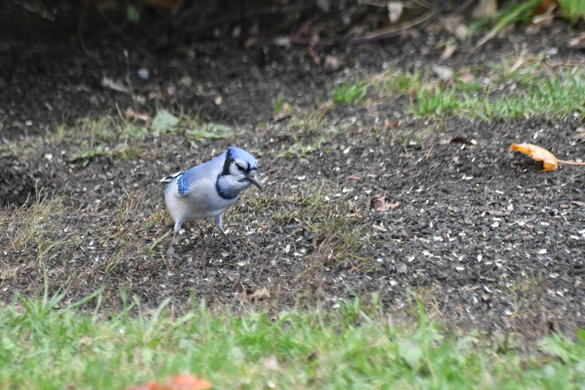 Blue Jay - ML646427041