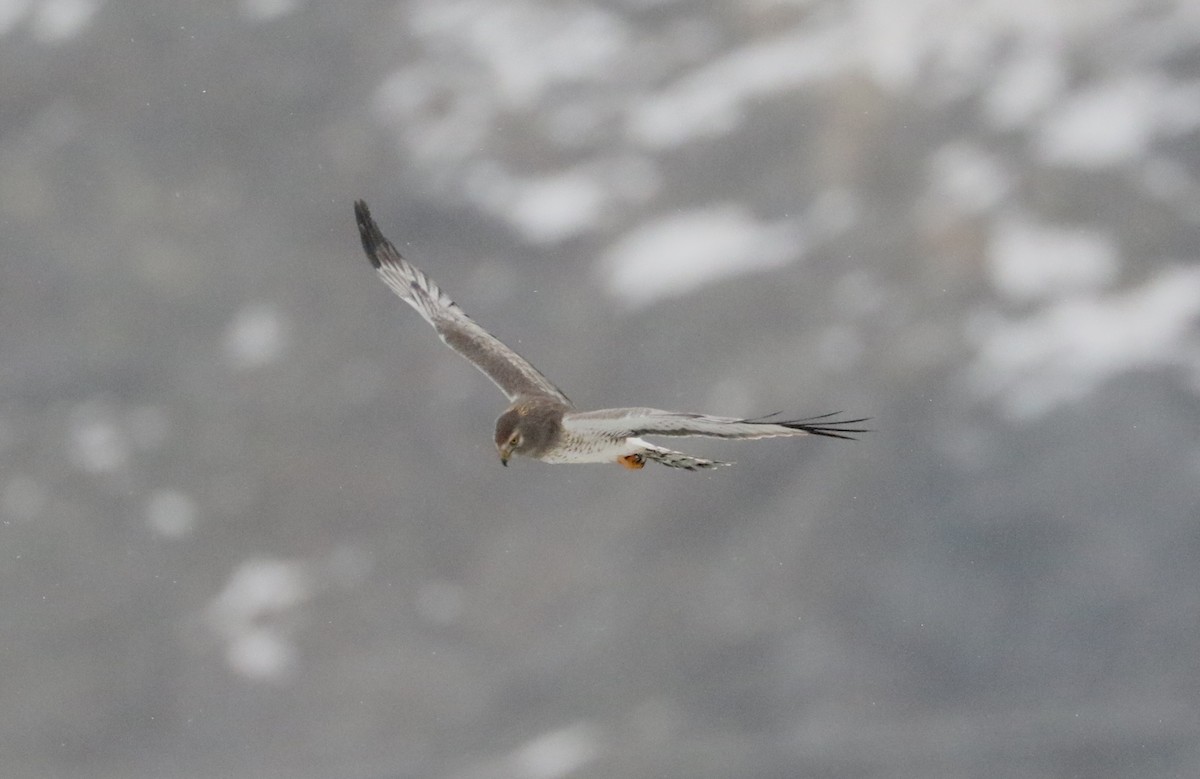 Northern Harrier - ML646427044