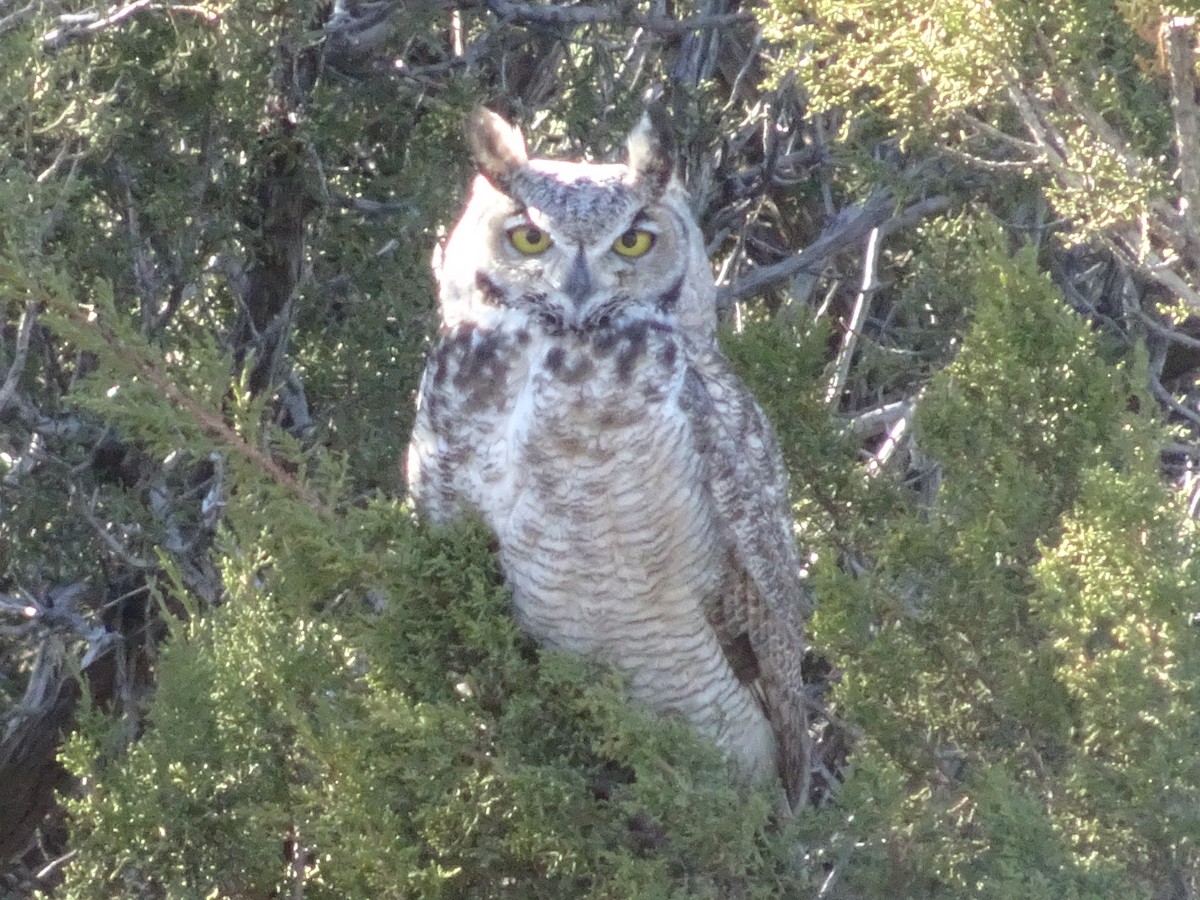 Great Horned Owl - ML646427046
