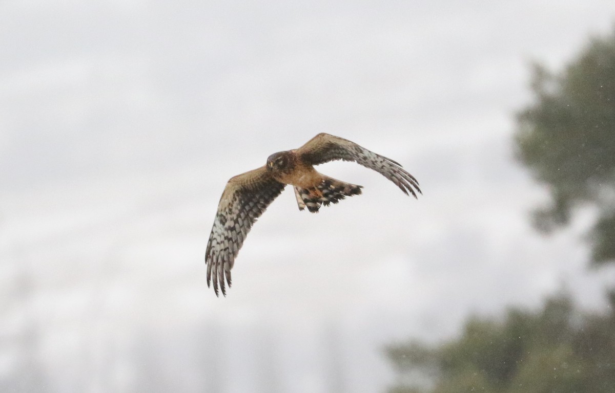 Northern Harrier - ML646427049