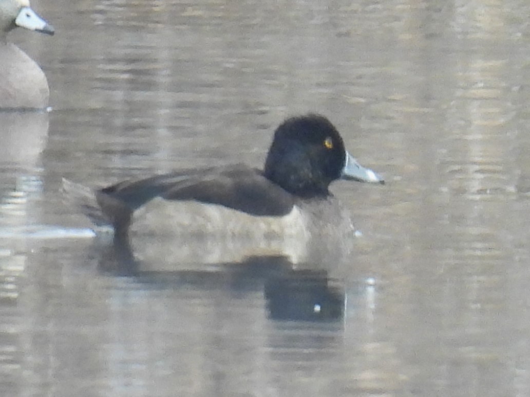 Ring-necked Duck - ML646427050