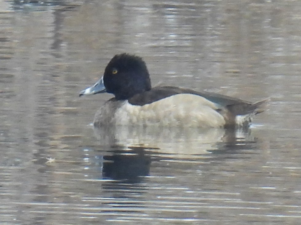 Ring-necked Duck - ML646427051