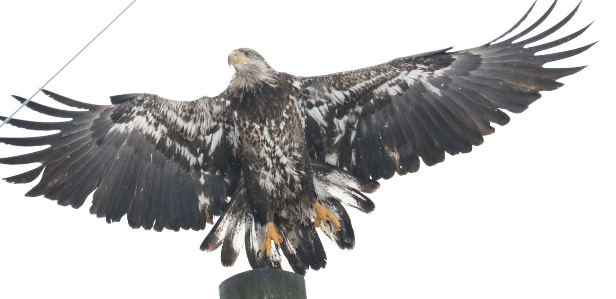 Bald Eagle - ML646427052