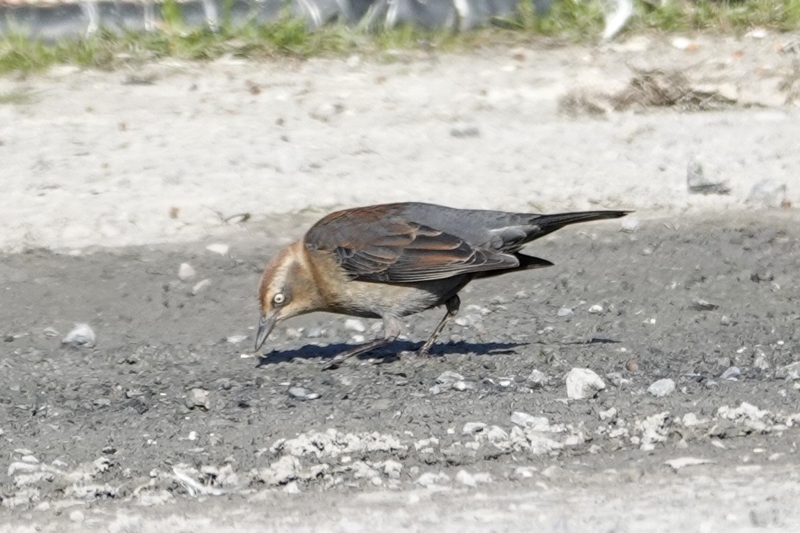 kanadatrupial - ML646427058