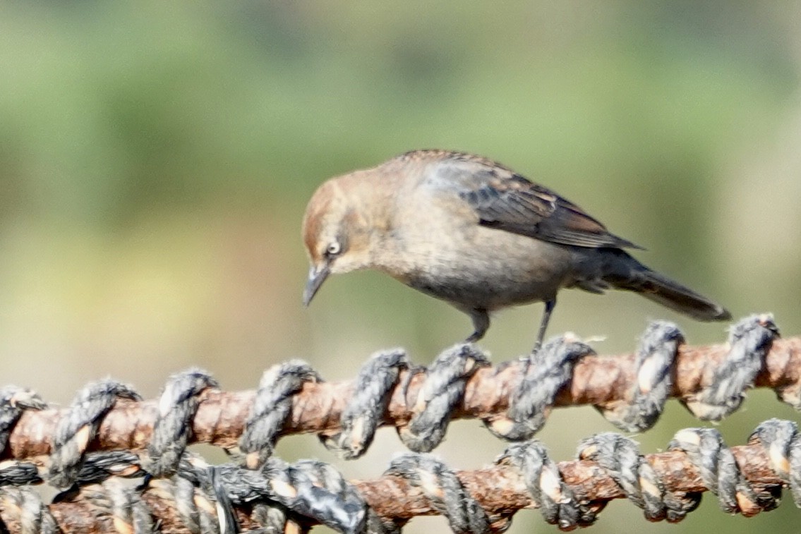 kanadatrupial - ML646427059