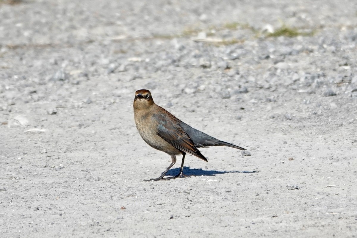 kanadatrupial - ML646427060