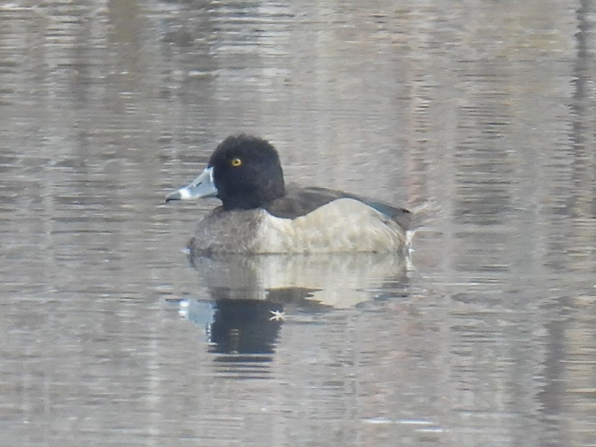 Ring-necked Duck - ML646427061