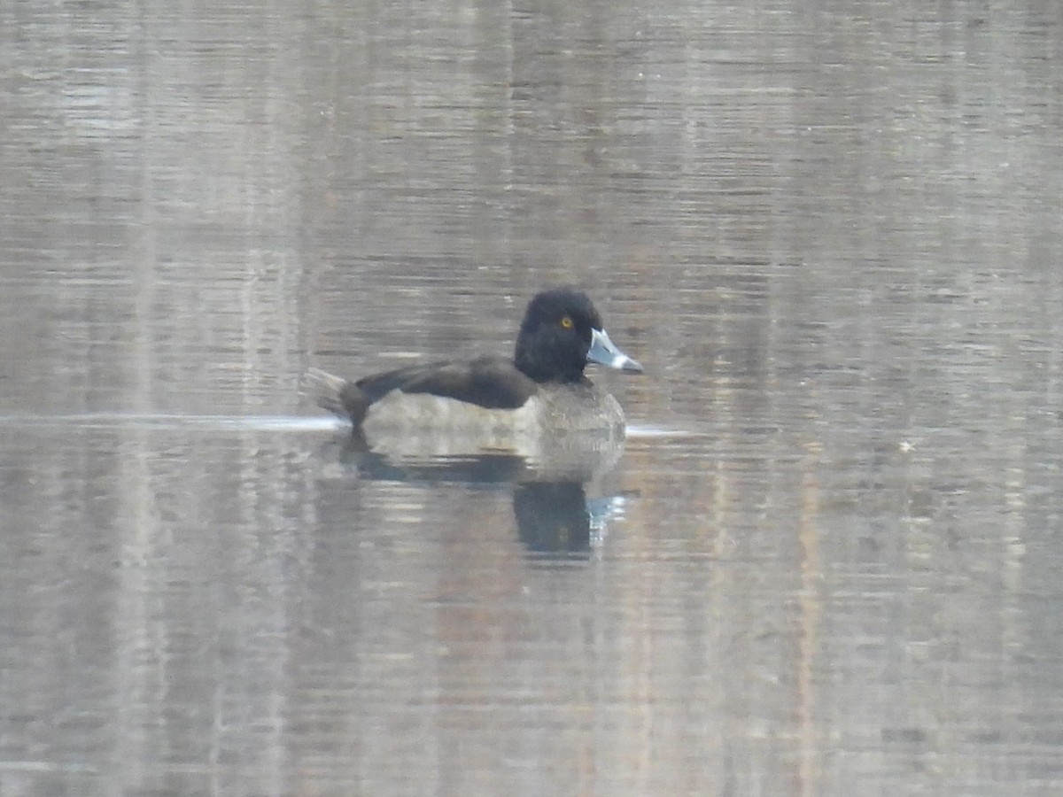 Ring-necked Duck - ML646427062