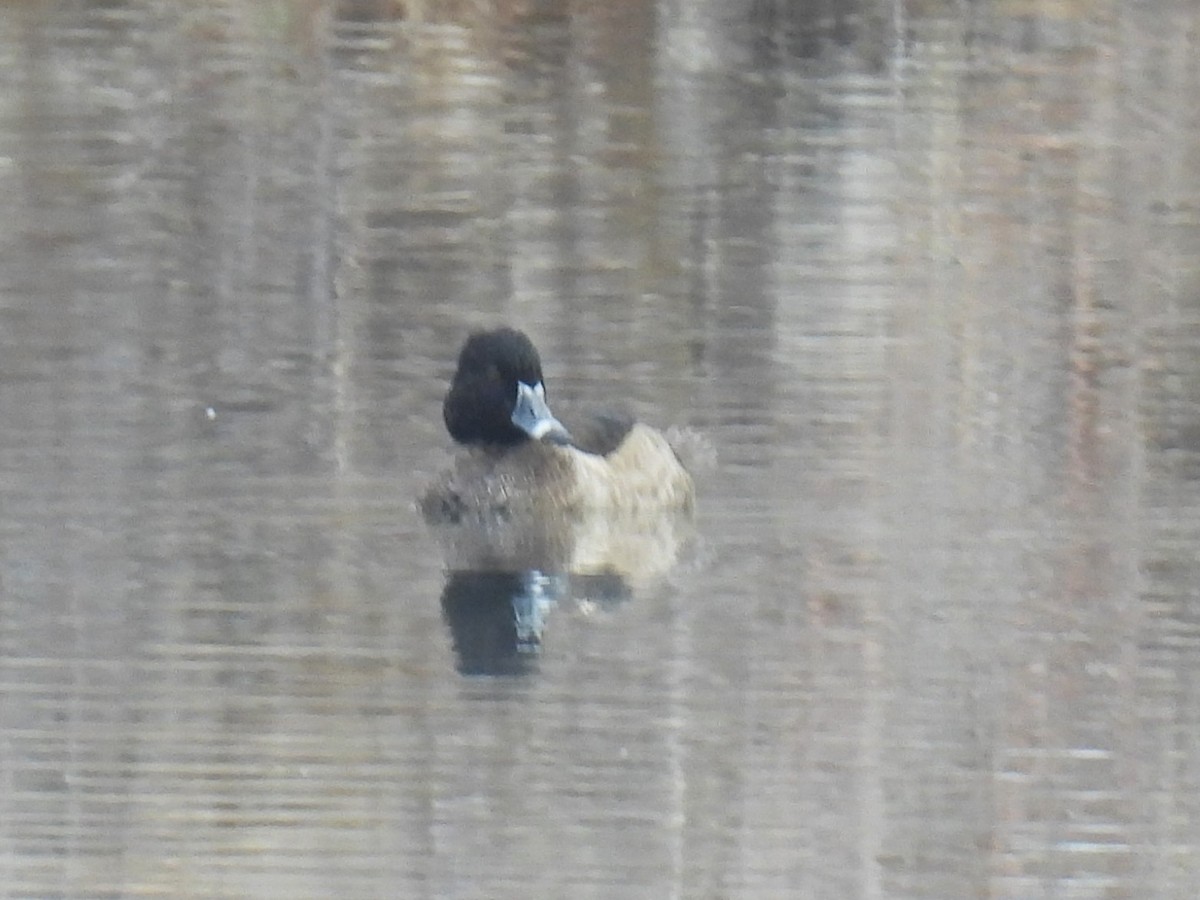 Ring-necked Duck - ML646427063