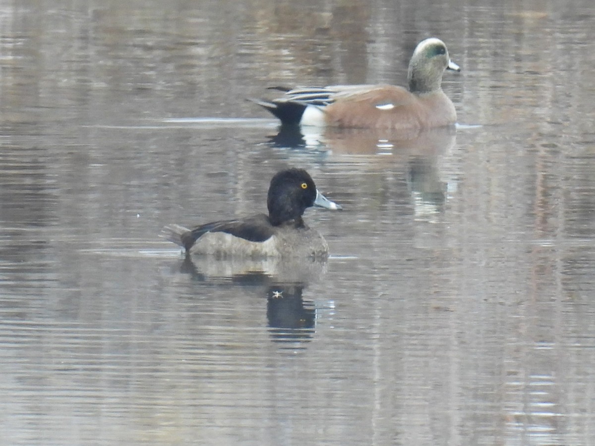 Ring-necked Duck - ML646427064