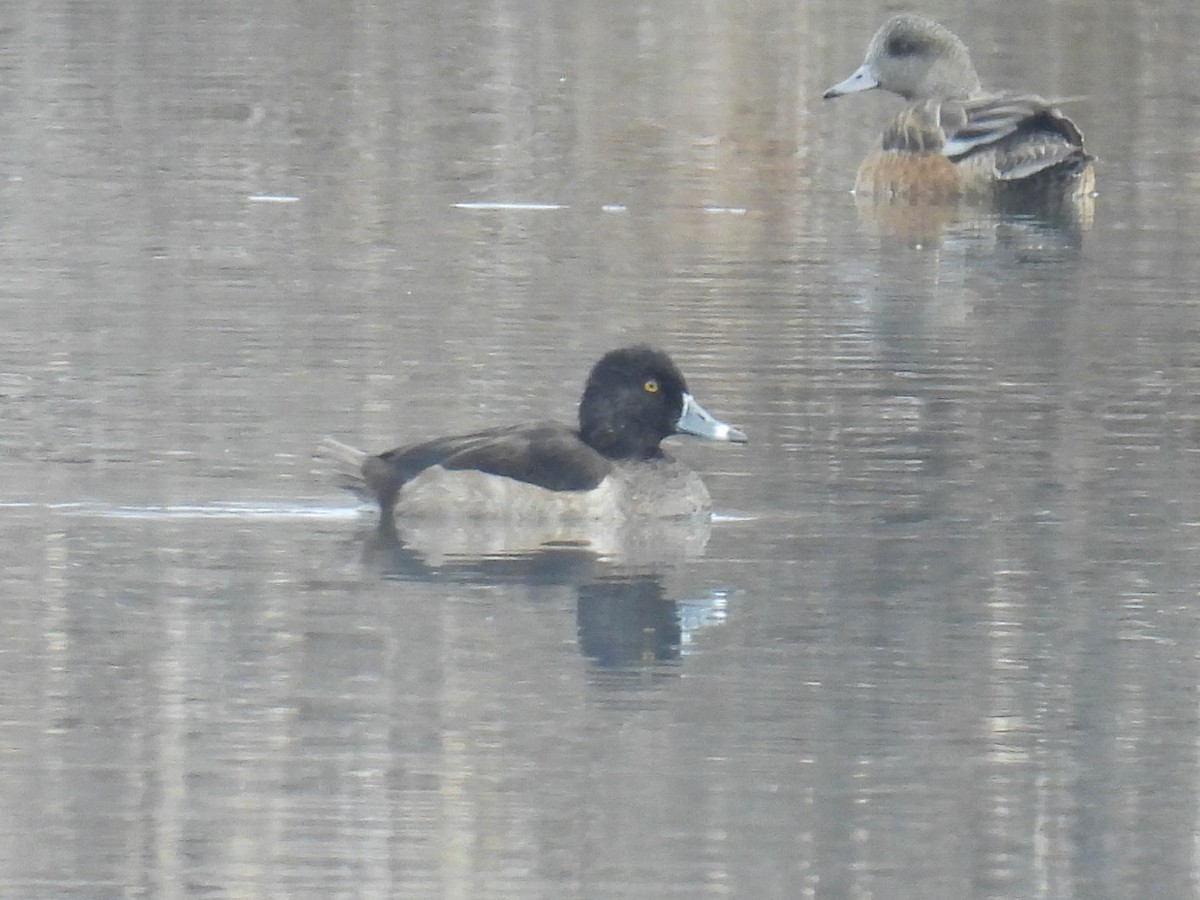 Ring-necked Duck - ML646427065