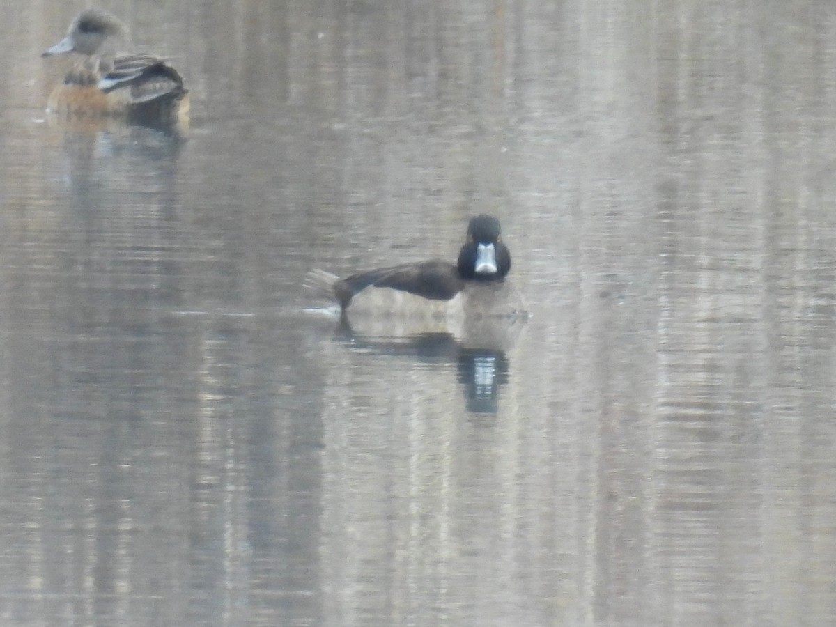 Ring-necked Duck - ML646427066